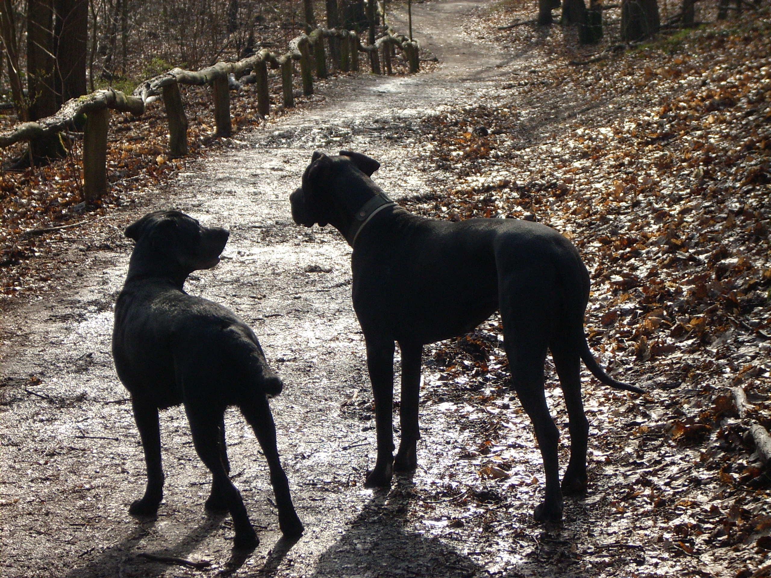 Familie